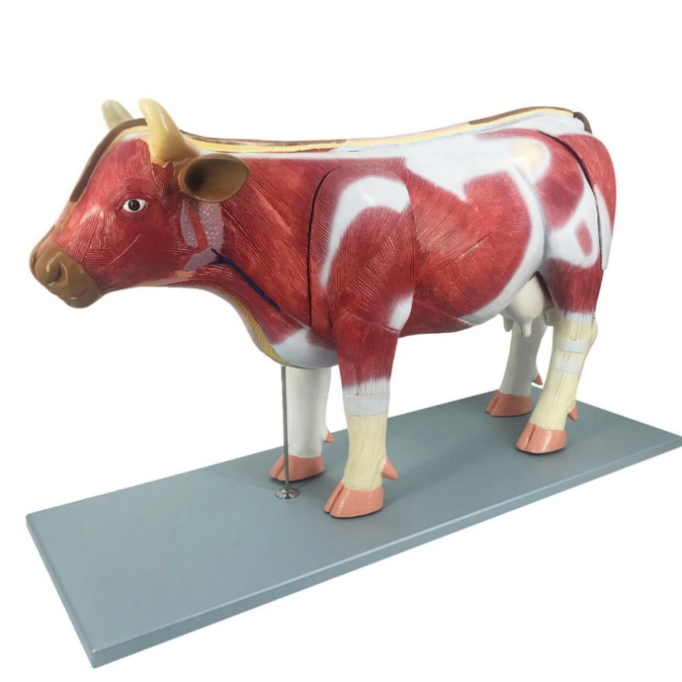 Cattle Anatomical Model